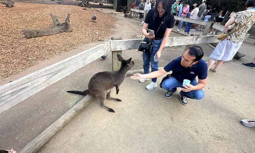 Image 20: PVT Guided Tour: Sydney Opera House and Featherdale Wildlife Park