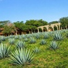 Image 11: All Inclusive to Chichen Itza + Cenote Hubiku & Valladolid
