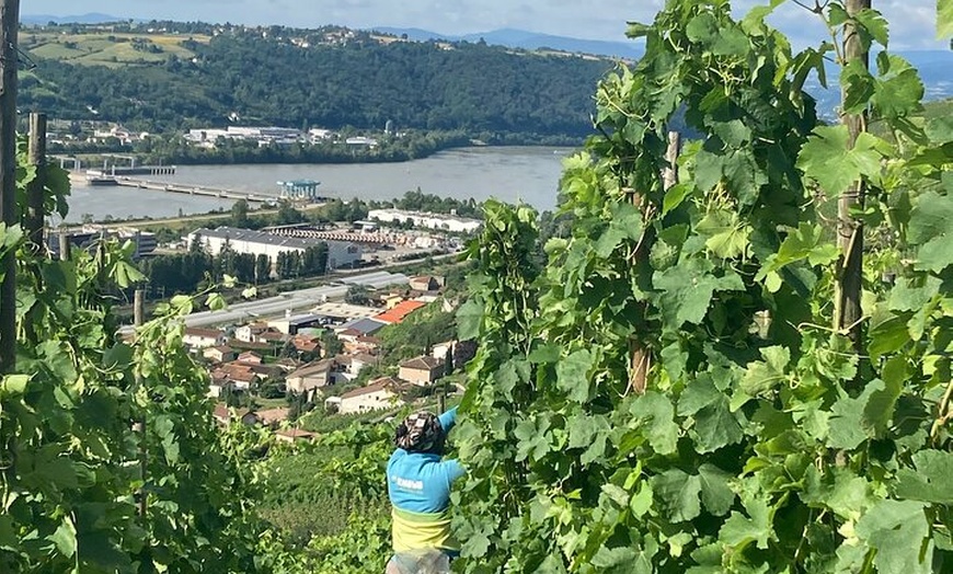 Image 7: Randonnée et Vin entre Côte-Rôtie et Condrieu