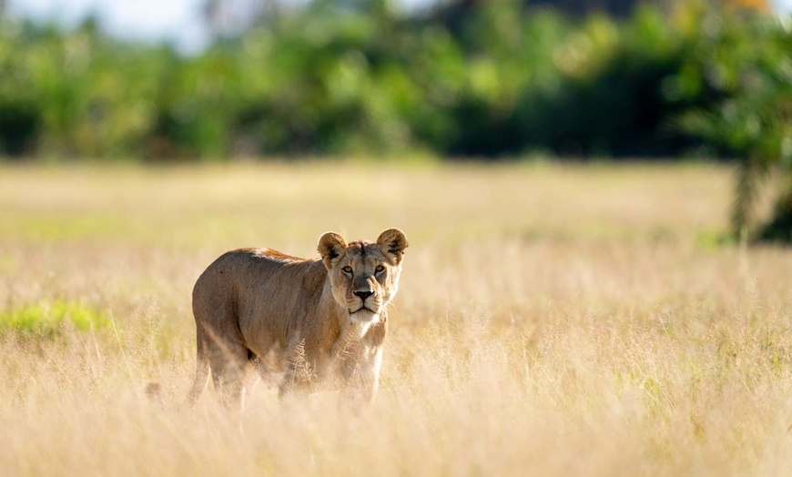 Image 6: ✈ TANZANIE | Du Kilimanjaro à Nairobi - Safaris en Afrique entre la...
