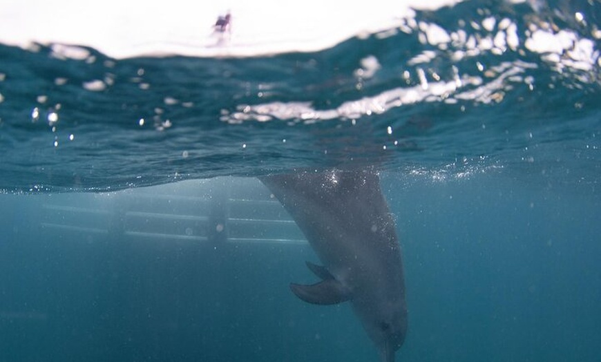 Image 4: Swim with Wild Dolphins Day Tour