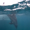 Image 4: Swim with Wild Dolphins Day Tour