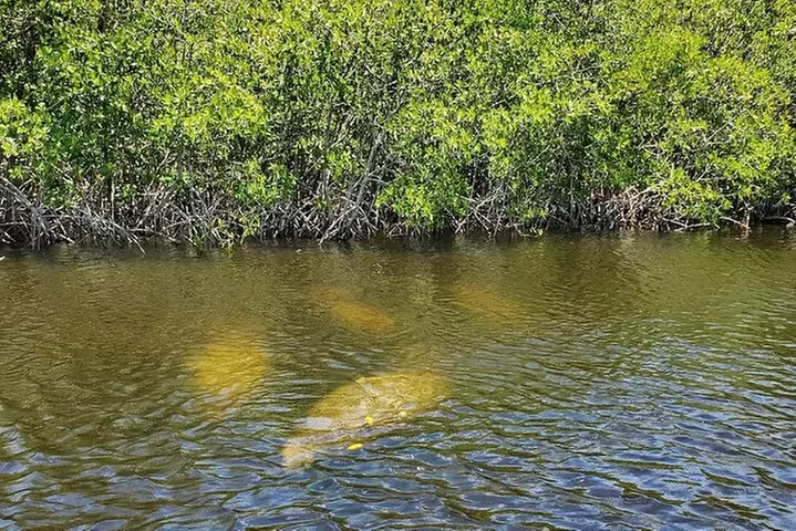 Manatee, Dolphin and 10,000 Islands Sunset Cruise!