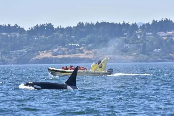 Victoria Zodiac Whale Watching Adventure - Primary Image