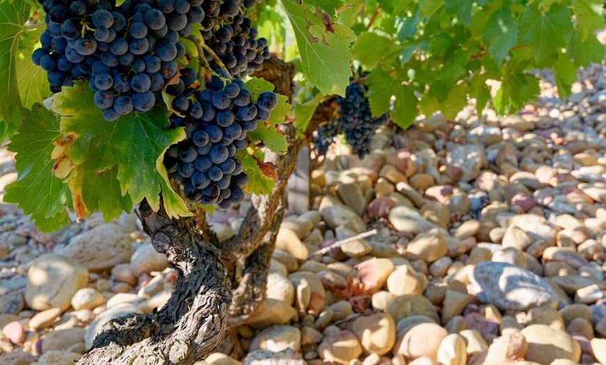 Image 5: Rosé & Côtes DE Provence Visite des vins au départ de Marseille