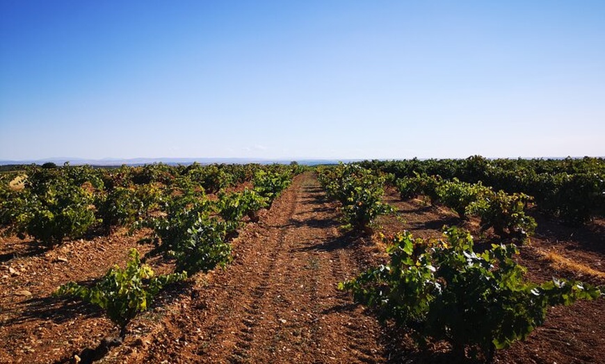 Image 5: Visita nuestra Bodega Artesanal en Segovia