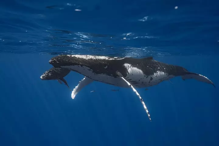 Kayak, Whale Watch, and Snorkel With Optional Photo and Video