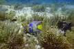 2 Deep Reef Dives in Cancun Caribbean Sea for Certified Divers - Second Medium