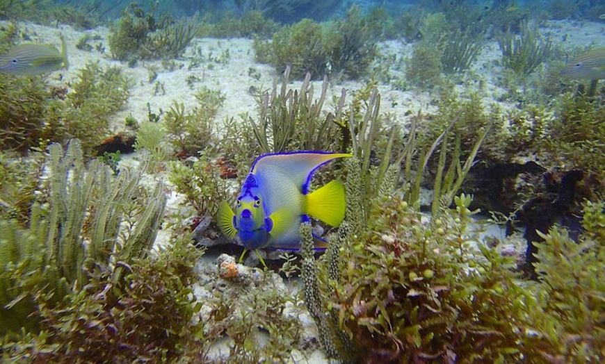 Image 3: VIP Beginner Diving Experience: MUSA Statues & Reef Adventure