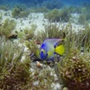 Image 3: VIP Beginner Diving Experience: MUSA Statues & Reef Adventure
