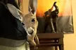 $30 For A Family 4 Pack For Zoo Admission (Reg. $60) - Second Medium