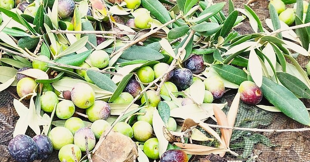 Tour de aceite de oliva, degustación y almuerzo en Málaga