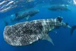Swim with Whale Shark from Cancun - Second Medium
