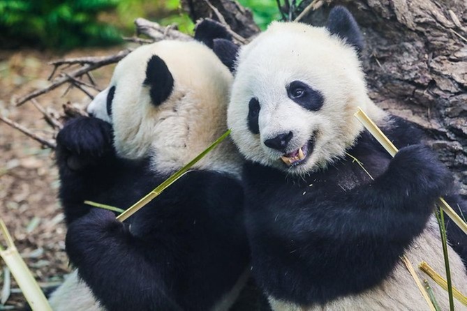 the-calgary-zoo-the-calgary-zoo-groupon
