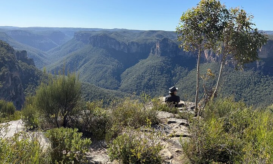 Image 5: Intimate Blue Mountains Wild Kangaroos & Sunset for Nature Lovers