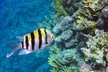 Puerto Morelos Snorkeling: Discover Vibrant Underwater Life - Second Medium