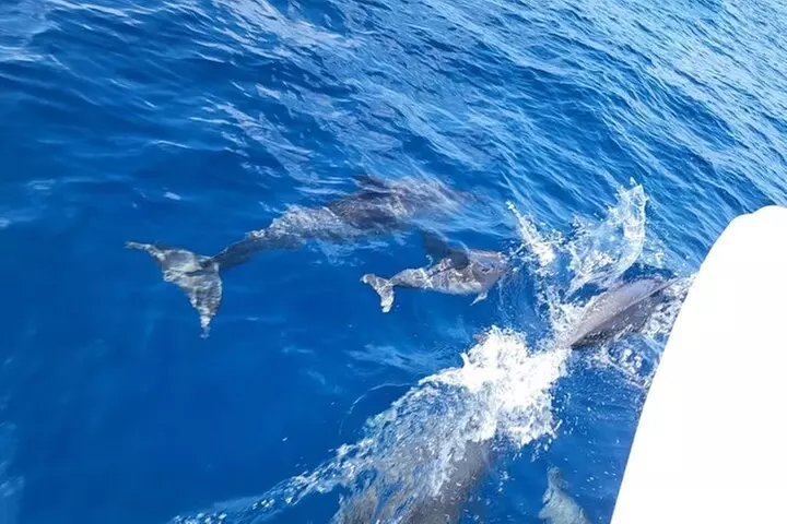 Private Dolphin Watch and Sunset Boat Tour Port Aransas Texas
