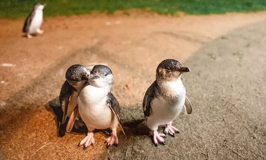 Image 1: Wine, Dine & Penguins Boutique Phillip Island Tour from Melbourne