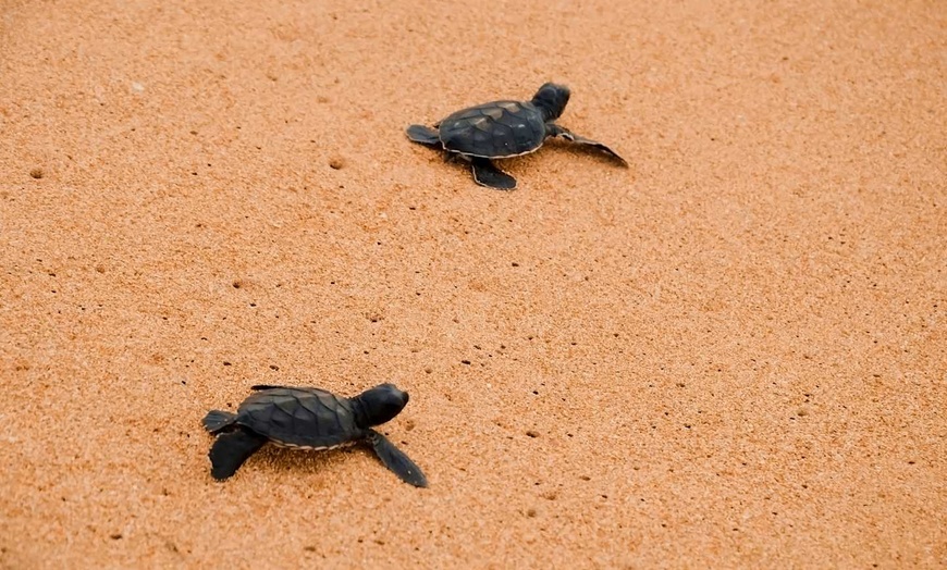 Image 34: ✈ INDIA | From Delhi to Colombo - Enchanting Getaways in India and ...