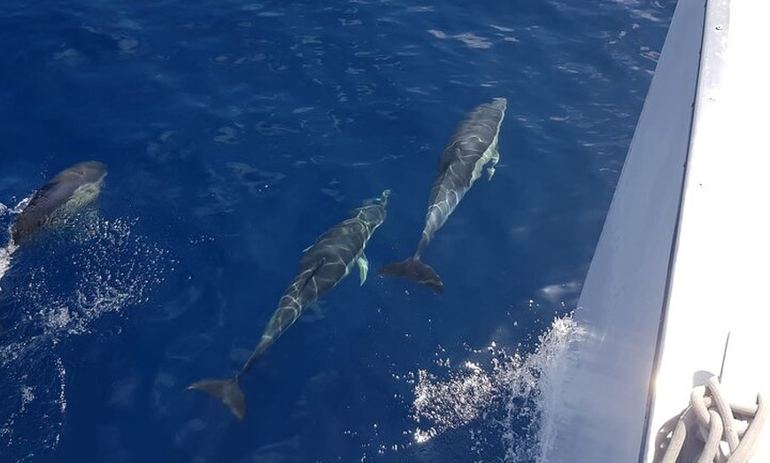 Image 5: Paseo en velero al atardecer con avistamiento de delfines