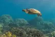 Turtle Reef Snorkel - Second Medium