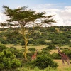 Image 4: ✈ KENYA | Nairobi - Circuit privatif : Safari authentique au Kenya ...