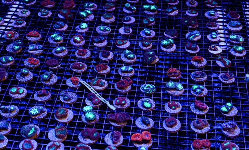 Image 6: One Hour Coral Farm Tour, Discover Australia's Marine Life