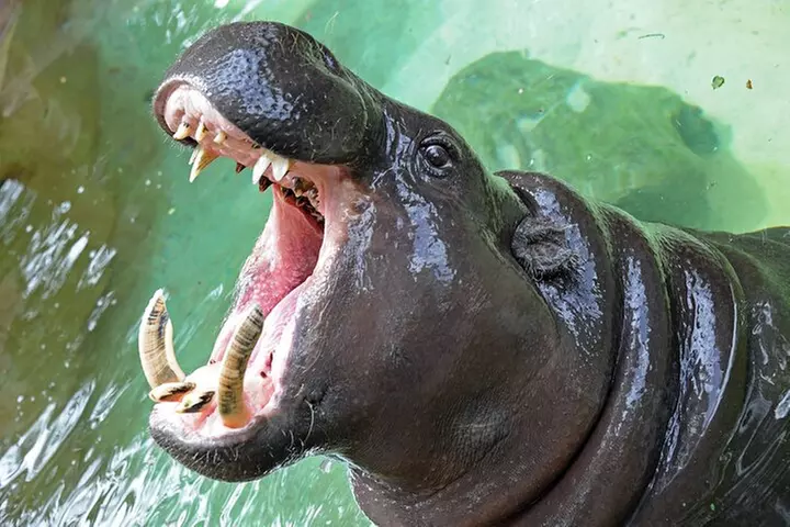 Zoo Miami Ticket with Optional Upgrade