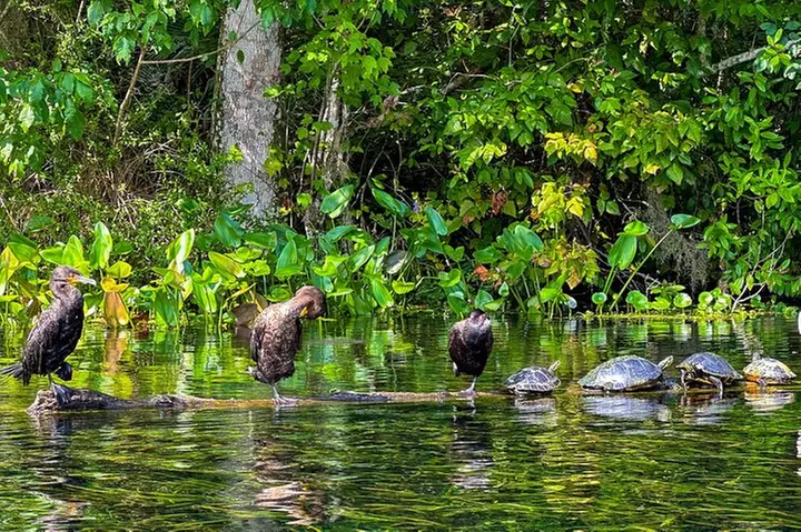 Silver Springs Manatee & Monkeys Paddle Board Tour