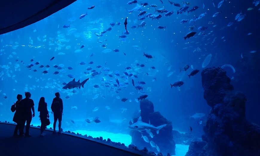 Image 2: Acuario Poema del Mar y Bus TUI Paquete