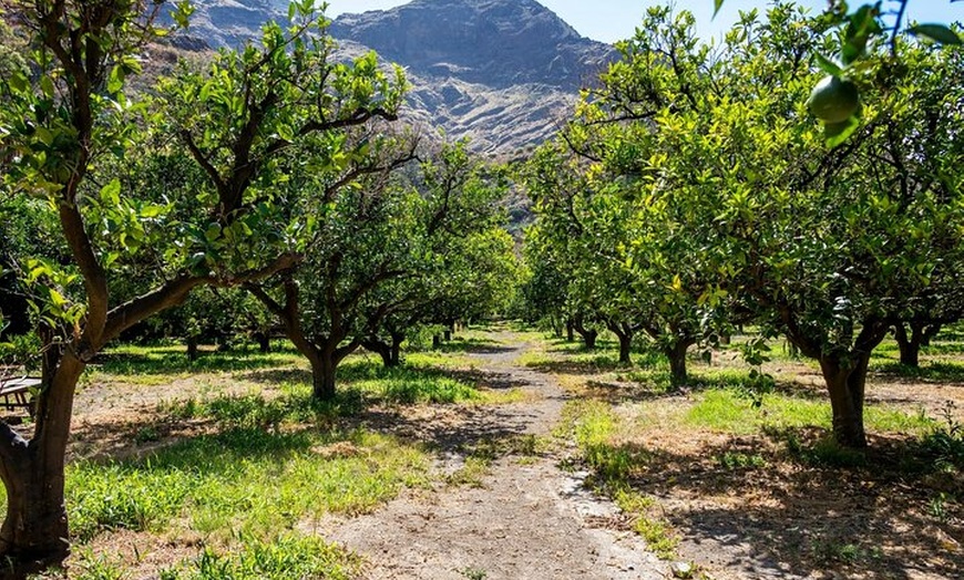 Image 4: Tour gastronómico de Gran Canaria con visita a la destilería y almu...