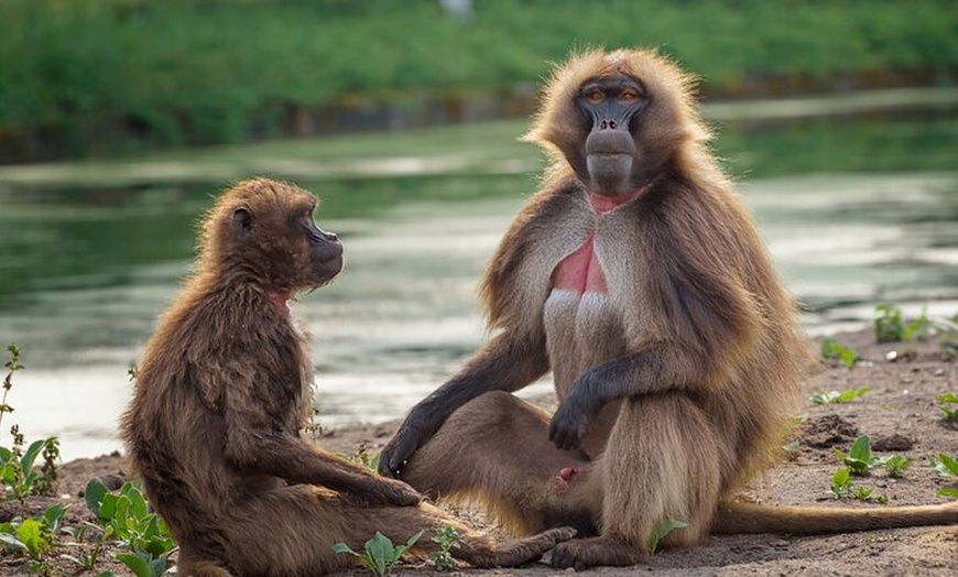 Image 8: Berlin Tierpark Ohne Anstehen Tickets und Individualverkehr