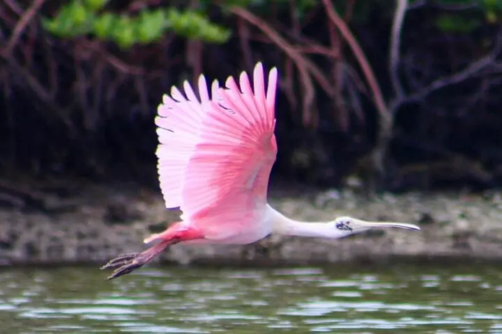 Easy Ride Pedal Kayak Tour Marco Island & Naples (Pedal or Paddle
