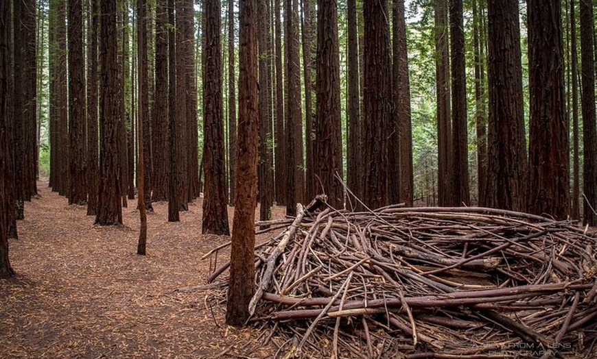 Image 7: Small Group Yarra Valley: Redwoods Forest & Premium Wine Tour