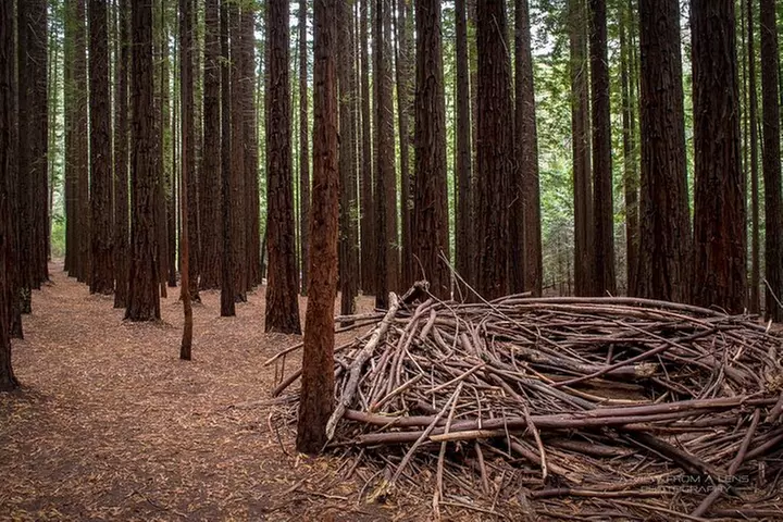 Small Group Yarra Valley: Redwoods Forest & Premium Wine Tour - Primary Image