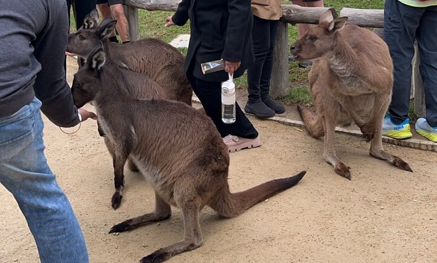 Image 21: Blue Mountains Day Trip + Sydney Zoo +Three Sisters + Waterfalls