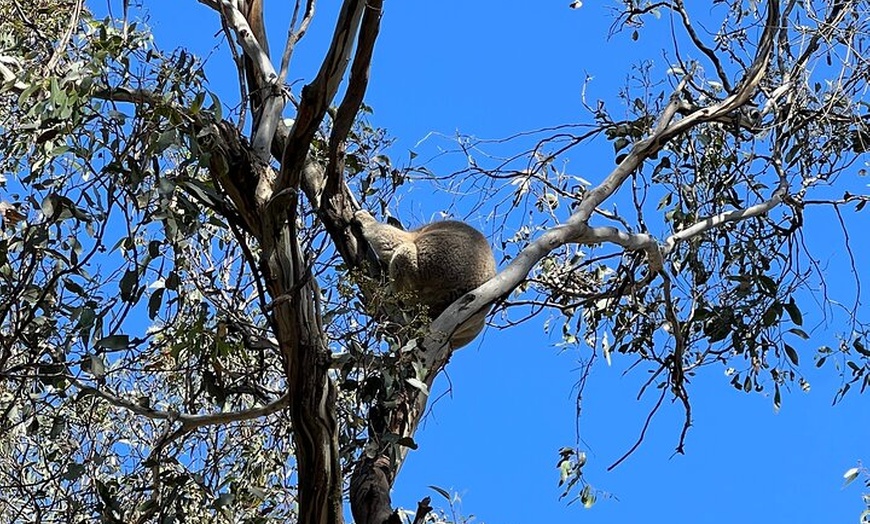 Image 6: Melbourne Phillip Island Private Tour with Penguin