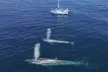 Dana Point Dolphin and Whale Watching Eco-Safari - Second Medium