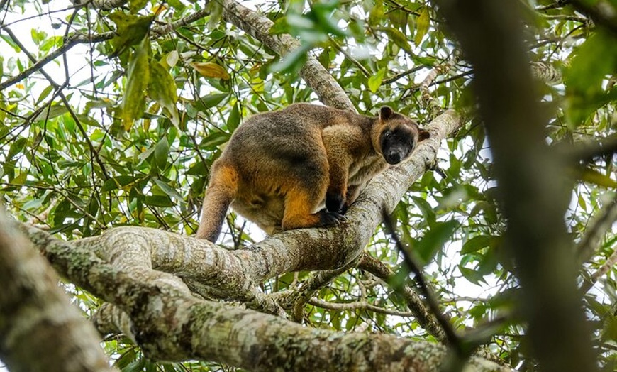 Image 5: Private Luxury Tour Above the Canopy Kuranda Experience