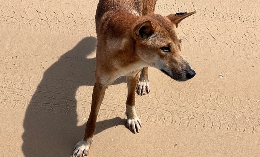 Image 28: Dingos 3 Day K'Gari (Fraser Island) ​4WD Tag-Along Tour