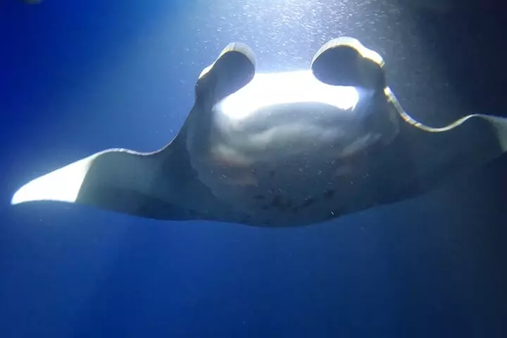 Manta Ray Snorkel Experience