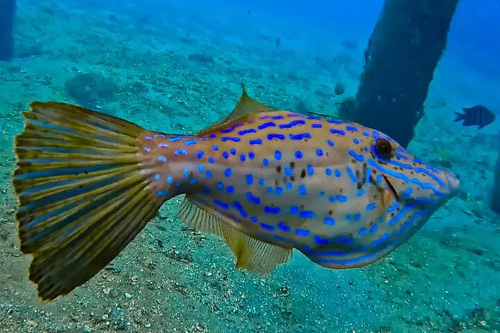 2 ½ - Hour Guided Snorkel Tour of Phil Foster park, Free Videos!