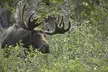 Mercedes Van VIP Tour of Yellowstone with a Wildlife Biologist - Second Medium