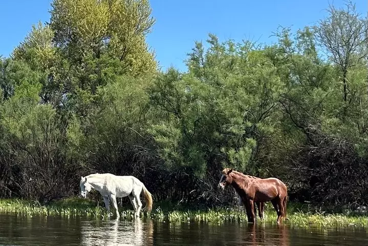 Lower Salt River Guided Kayak Tours