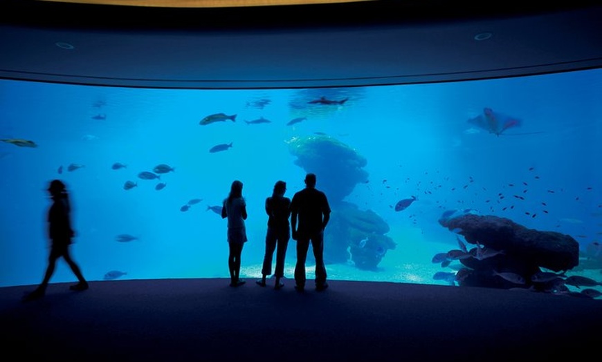 Image 9: Acuario de Palma con autobús de vuelta desde Port Alcudia