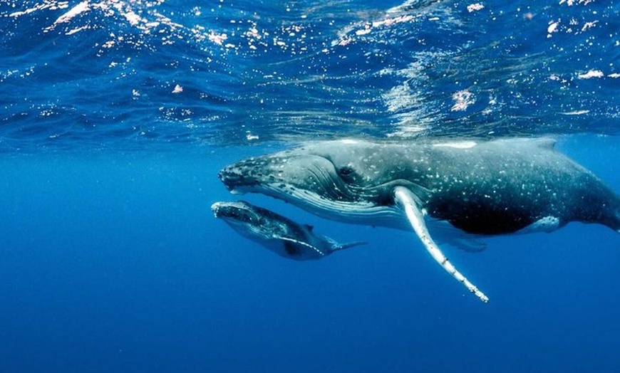 Image 11: Maui Whale Watching: 2-Hour Small Group Raft Tour from Lahaina
