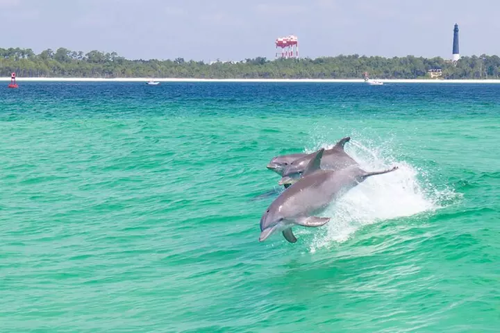 Daily Dolphin Cruise + Sightseeing Tour on Pensacola Beach