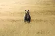 Mercedes Van VIP Tour of Yellowstone with a Wildlife Biologist - Second Medium
