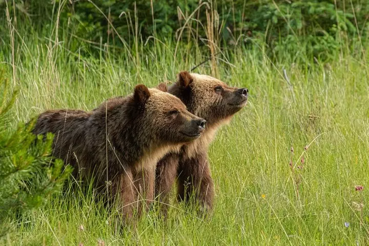 Discover Jasper and its Wildlife - Primary Image