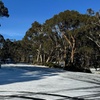 Image 2: Melbourne: Ultimate Mt Baw Baw Snow Private Tour Experience.